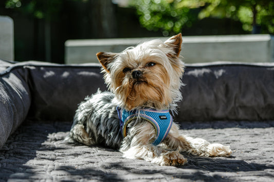 Safety and Durability: Choosing the Right Dog Harness and Collar