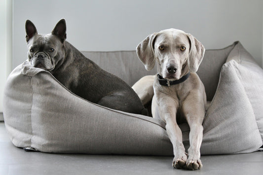 The Ultimate Guide to Dog Beds