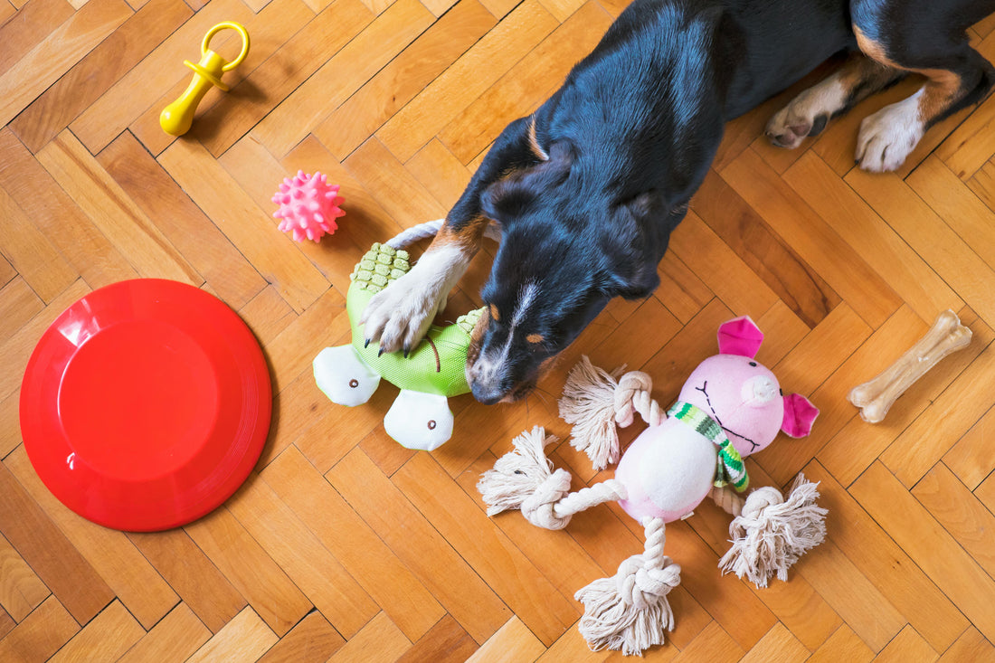 Top 10 Durable Dog Toys